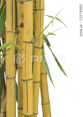 Fresh bamboo yellow isolated on white background Fresh bamboo yellow isolated on white background 23576895