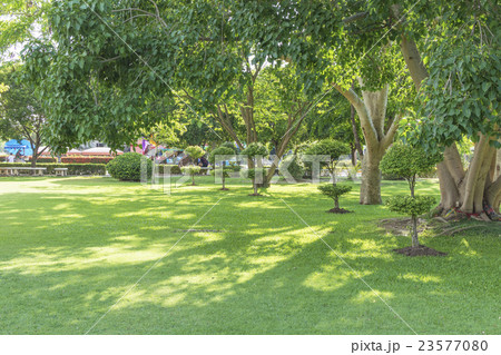 Garden with big trees 23577080