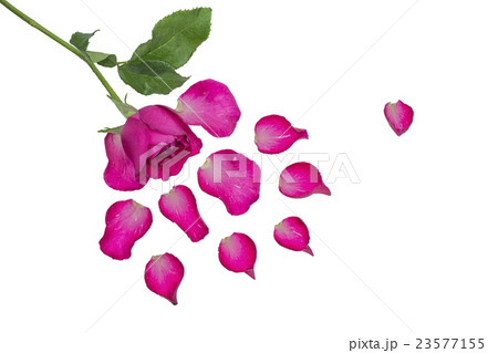 Pink rose isolated on white background Pink rose isolated on white background 23577155
