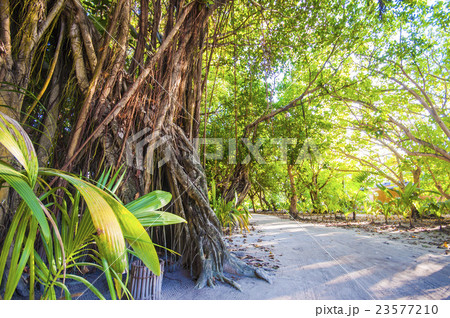 Walkway in Tropical Paradise Island, Maldives 23577210