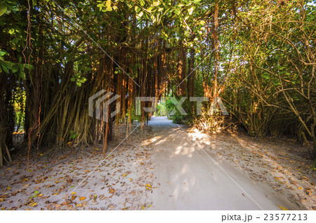 Walkway in Tropical Paradise Island, Maldives 23577213