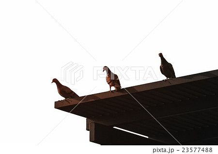 Three pigeons standing on wooden roof Three pigeons standing on wooden roof 23577488