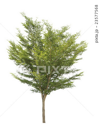 Tree isolated on a white background Tree isolated on a white background 23577568
