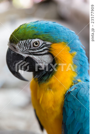 Close up of blue yellow macaw parrot Close up of blue yellow macaw parrot 23577909