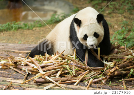The giant panda looking bamboo 23577910
