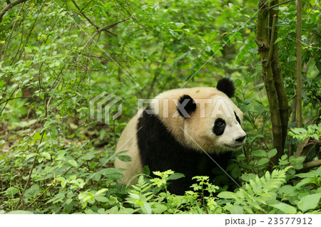 The giant panda in forest The giant panda in forest 23577912
