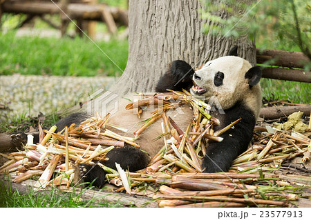 The giant panda enjoy their lunch The giant panda enjoy their lunch 23577913