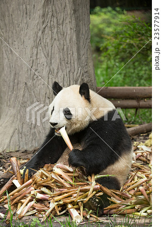 Giant panda eating bamboo tree Giant panda eating bamboo tree 23577914