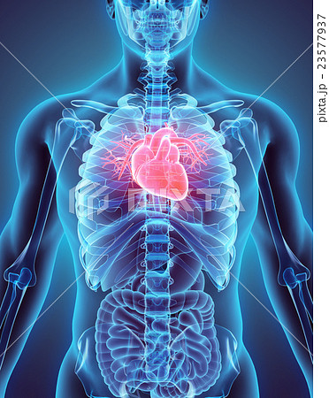 3D illustration of Heart, medical concept. 23577937