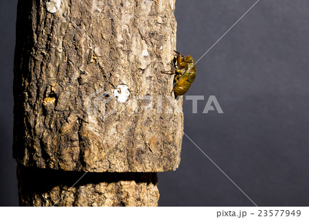 [ セミの羽化 01-00 ]ミンミンゼミの羽化　インターバル撮影　固定撮影　セミ　せみ　セミ 23577949