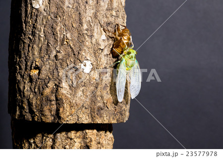 [ セミの羽化 01-29 ]ミンミンゼミの羽化　インターバル撮影　固定撮影　セミ　せみ　セミ 23577978
