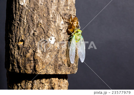 [ セミの羽化 01-30 ]ミンミンゼミの羽化　インターバル撮影　固定撮影　セミ　せみ　セミ 23577979