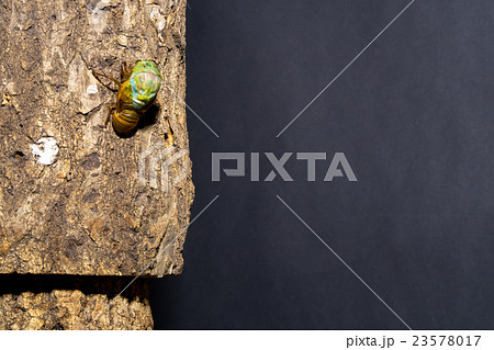 [ セミの羽化 02-08 ]ミンミンゼミの羽化　インターバル撮影　固定撮影　セミ　せみ　セミ 23578017