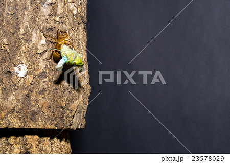 [ セミの羽化 02-20 ]ミンミンゼミの羽化　インターバル撮影　固定撮影　セミ　せみ　セミ 23578029