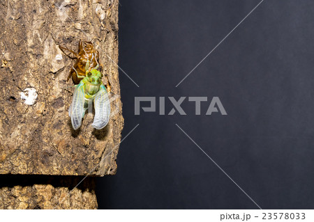 [ セミの羽化 02-24 ]ミンミンゼミの羽化　インターバル撮影　固定撮影　セミ　せみ　セミ 23578033