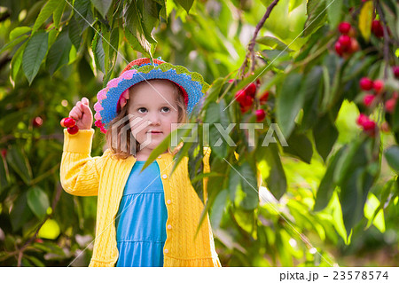 Little girl picking cherry from garden tree 23578574