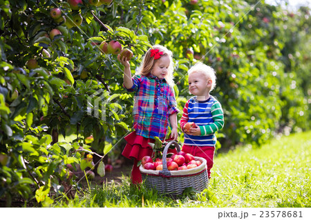 Kids picking apples in fruit garden Kids picking apples in fruit garden 23578681