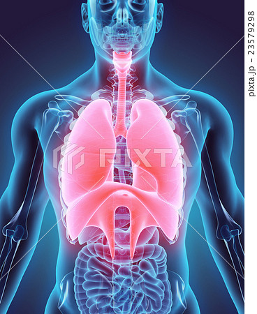 3D illustration of Respiratory System. 23579298