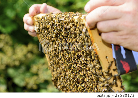 beekeeper at work with honeycomb frame 23580173