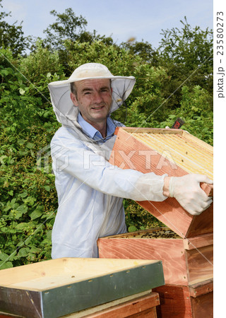 beekeeper at work with honeycomb frame 23580273