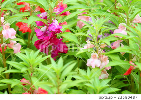 ホウセンカの花 23580487