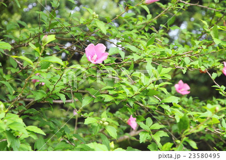 ムクゲの花 ムクゲの花 23580495