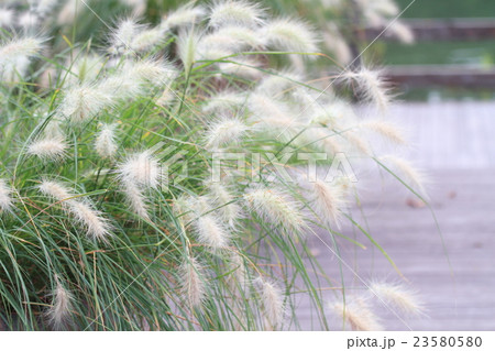 ベニセツム花穂 23580580