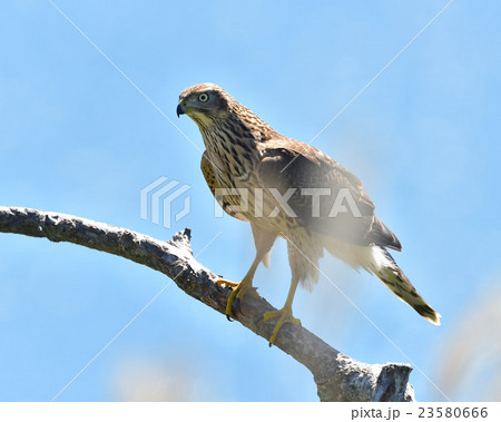 鷹の渡りにオオタカ幼鳥の写真素材