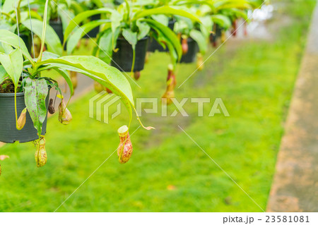 Green Nepenthes field , also known as tropical pitcher plants or monkey cups . Green Nepenthes field , also known as tropical pitcher plants or monkey cups . 23581081