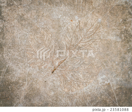 Leaf impression in stone 23581088
