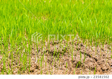 Green rice field . 23581502