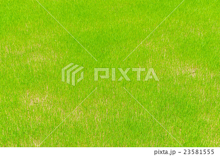 Green rice field . 23581555