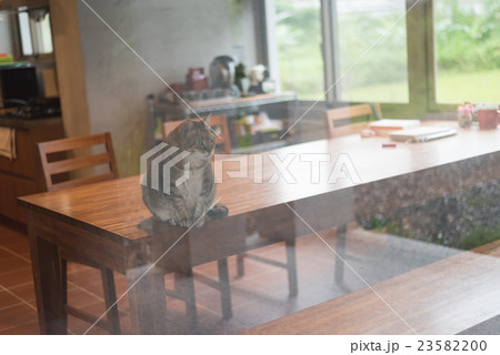 domestic tabby cat 23582200