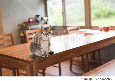 domestic tabby cat domestic tabby cat 23582201