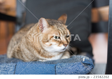 cat sleep cat sleep 23582202