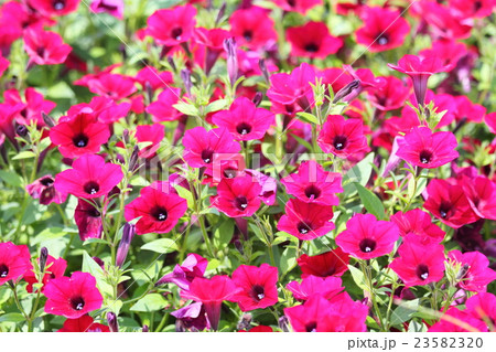 ペチュニアの花 ペチュニアの花 23582320