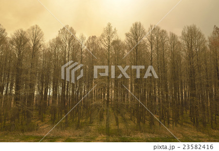 渡良瀬遊水地のヨシ焼きー防波林 渡良瀬遊水地のヨシ焼きー防波林 23582416