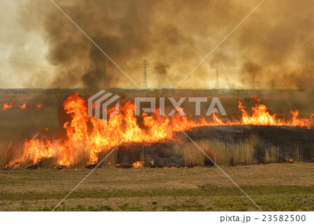 渡良瀬遊水地のヨシ焼き 23582500