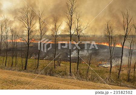 渡良瀬遊水地のヨシ焼き 23582502