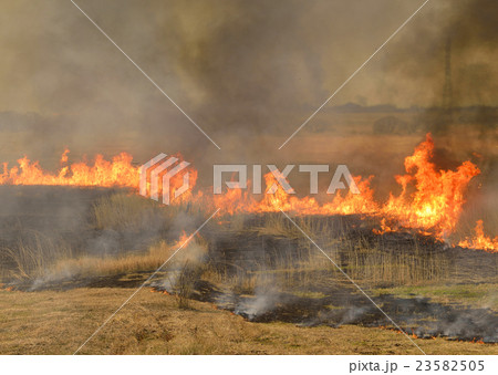 渡良瀬遊水地のヨシ焼き 渡良瀬遊水地のヨシ焼き 23582505