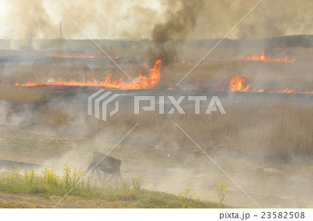 渡良瀬遊水地のヨシ焼き 23582508