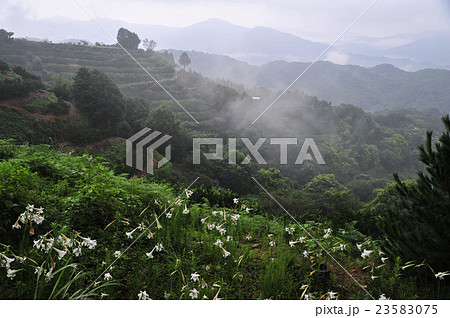 ハイキングコースに咲くヤマユリ バックは高所限界のみかん園地 ハイキングコースに咲くヤマユリ バックは高所限界のみかん園地 23583075