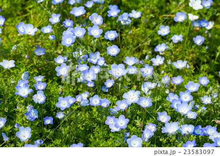 Carpet of Nemophila, or baby blue eyes flower Carpet of Nemophila, or baby blue eyes flower 23583097