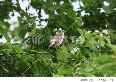 野鳥 23583174