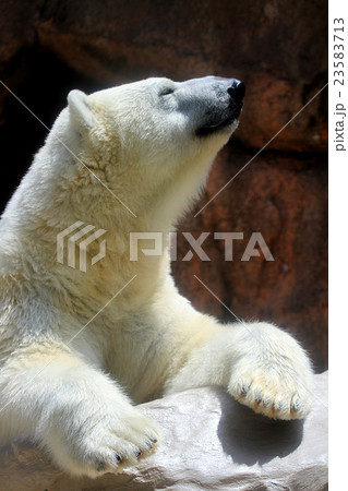 ホッキョクグマ ホッキョクグマ 23583713