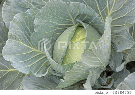 キヤベツ 23584559
