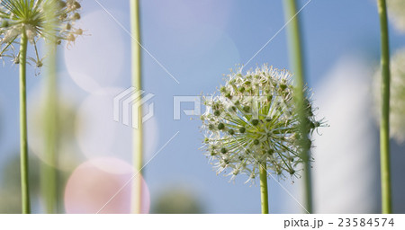White Allium circular globe shaped flowers blow in White Allium circular globe shaped flowers blow in 23584574