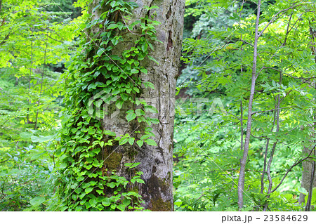 北海道の森 北海道の森 23584629