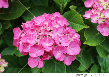 紫陽花01 紫陽花01 23584630