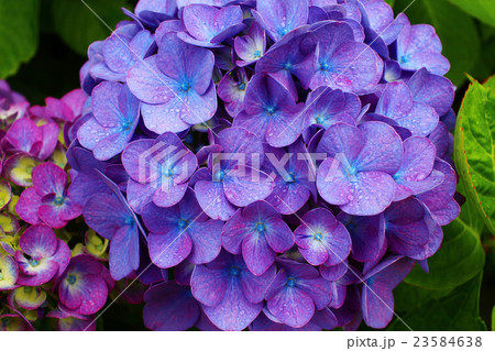 紫陽花09 23584638